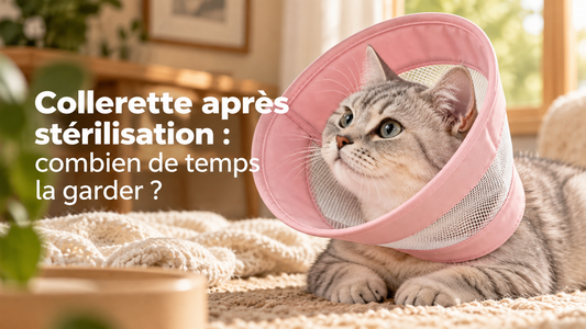 Collerette après stérilisation : combien de temps la garder