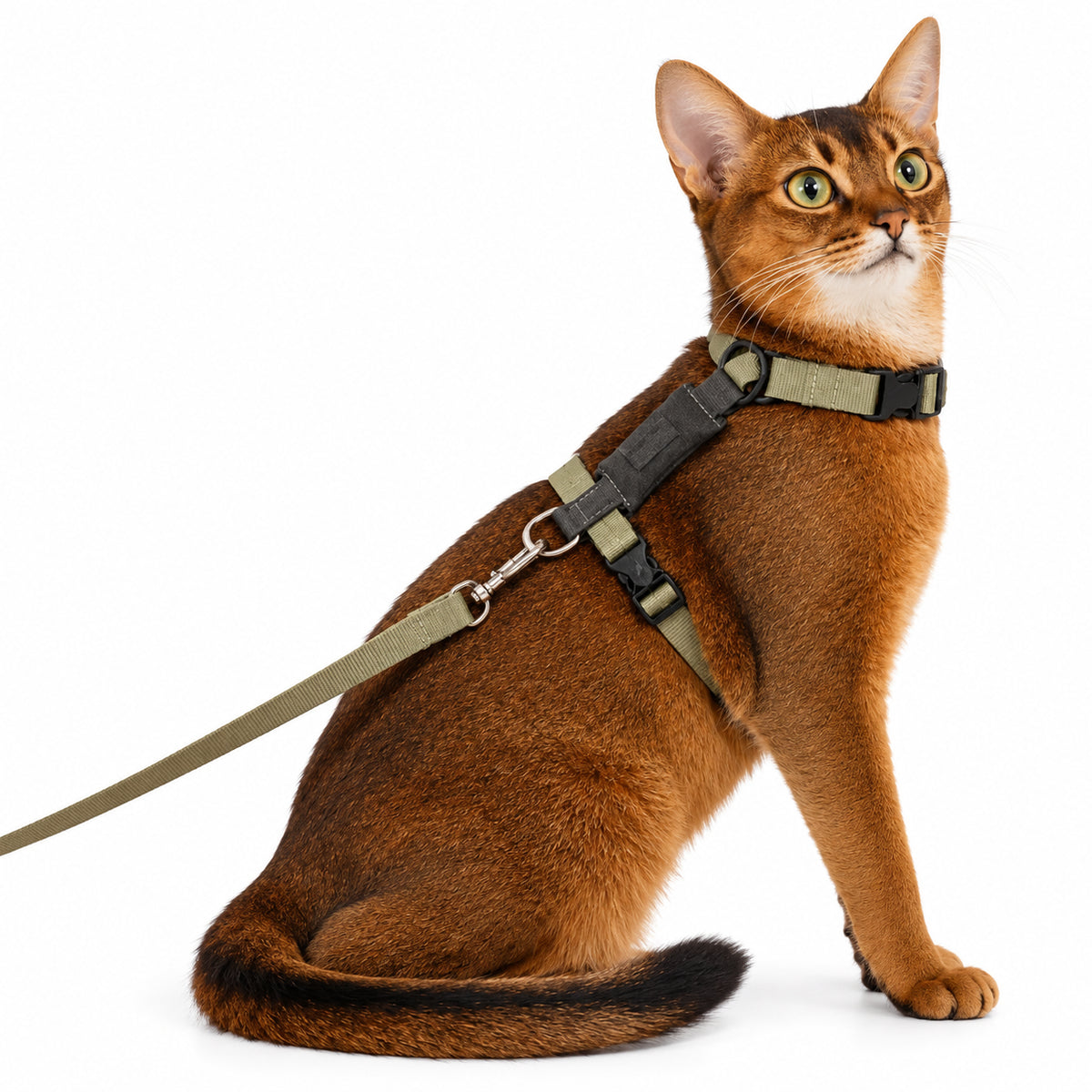 Harnais en H pour Chat avec Laisse
