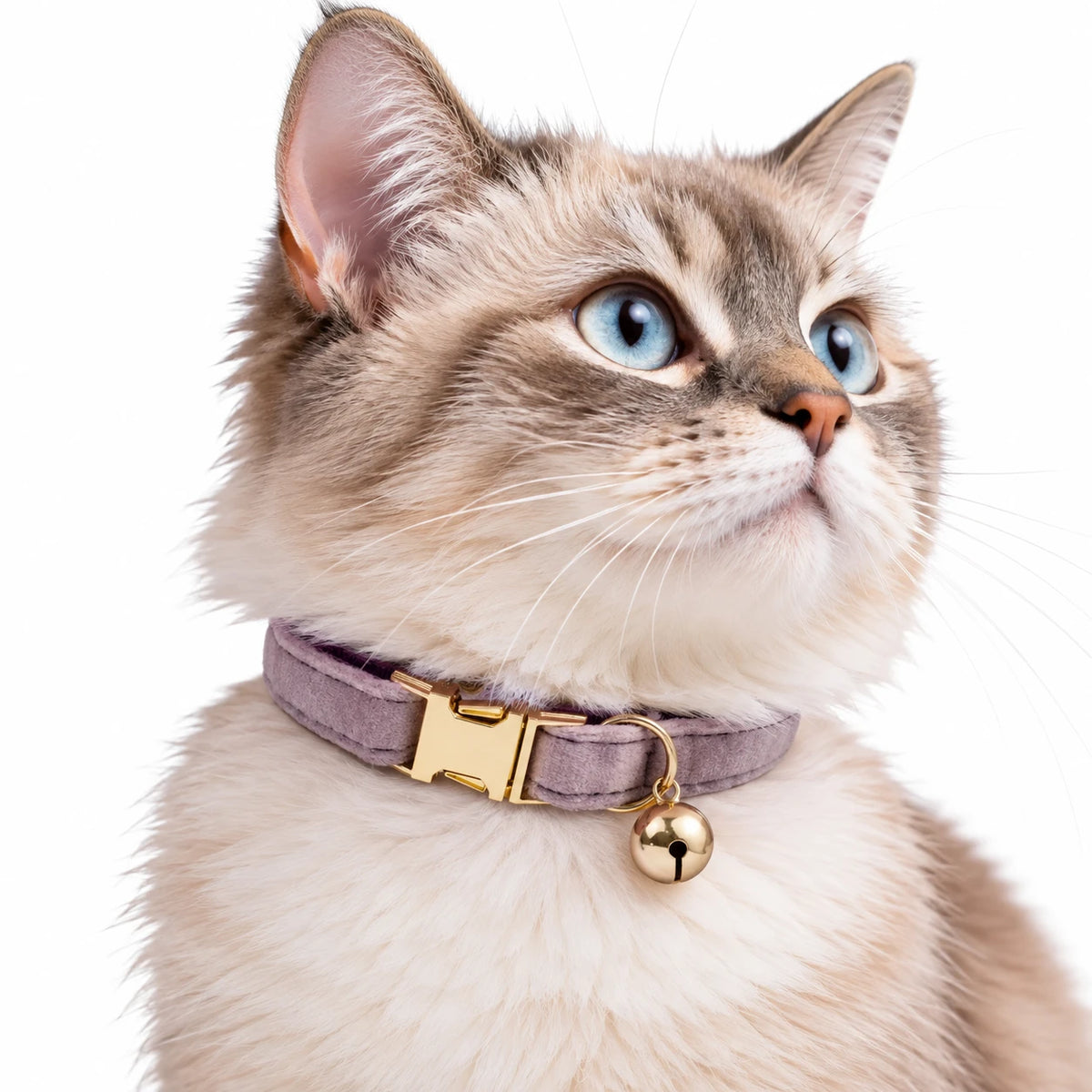 Chat aux yeux bleus portant le collier lilas à finition veloutée et son grelot doré