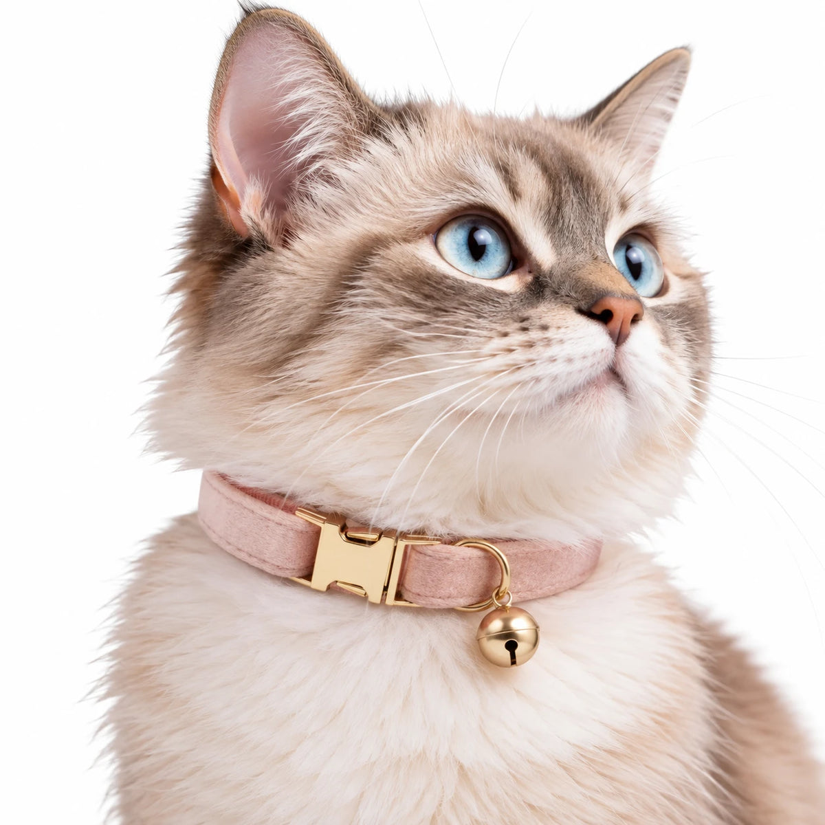 Chat aux yeux bleus portant le collier rose poudré à finition veloutée et son grelot doré