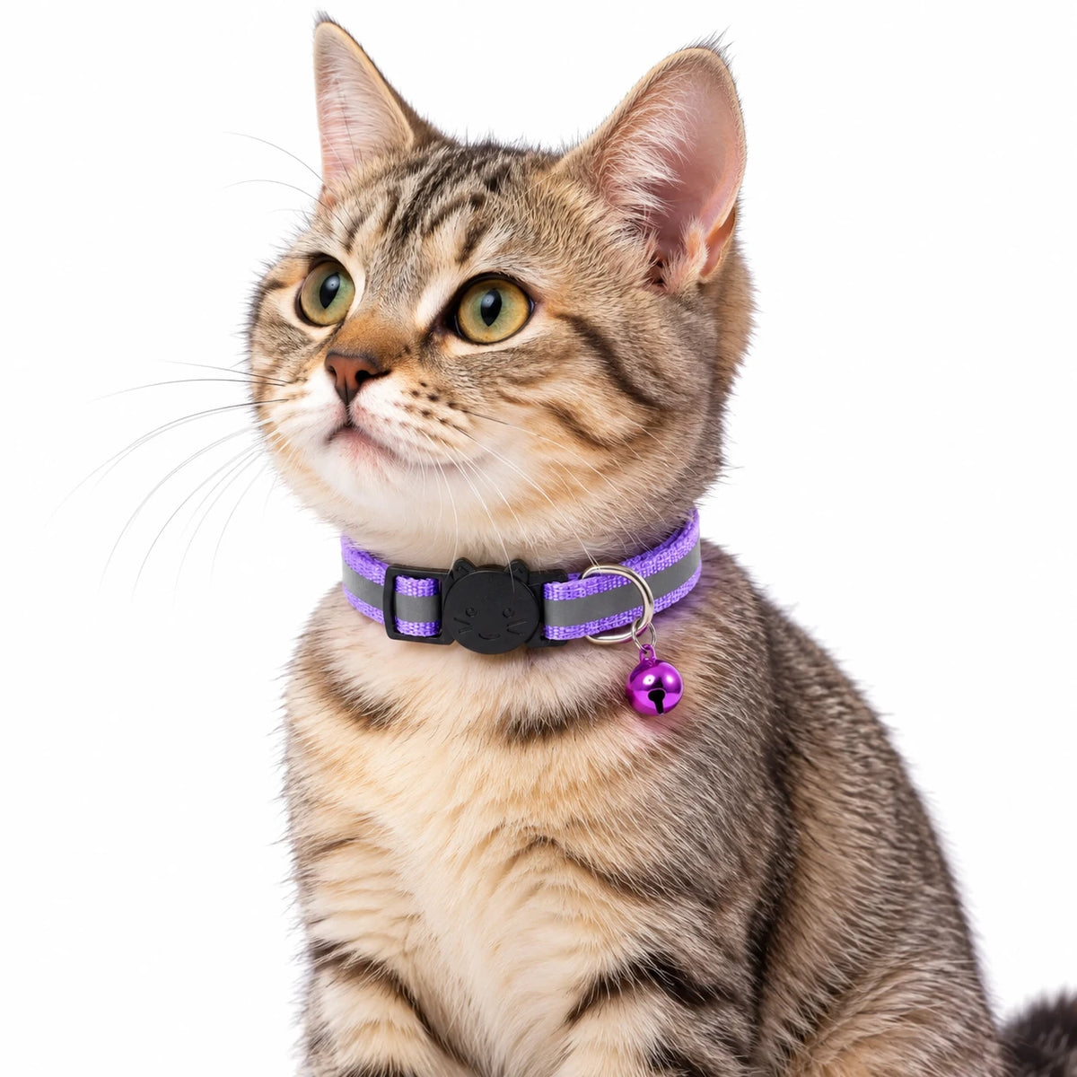 Coloris violet, avec la boucle en forme de tête de chat et le grelot assorti